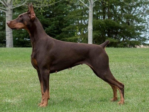 Doberman Puppies