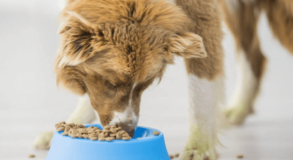 6 Reasons Premium Dehydrated Dog Food is a Game Changer