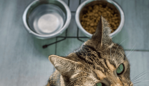 The Ultimate Guide to Grain-Free Cat Food: Advantages and Nutritional Insights