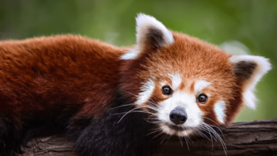 Baby:5b9rxgeycnu= Red Panda