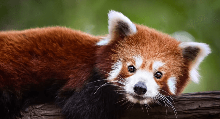 Baby:5b9rxgeycnu= Red Panda