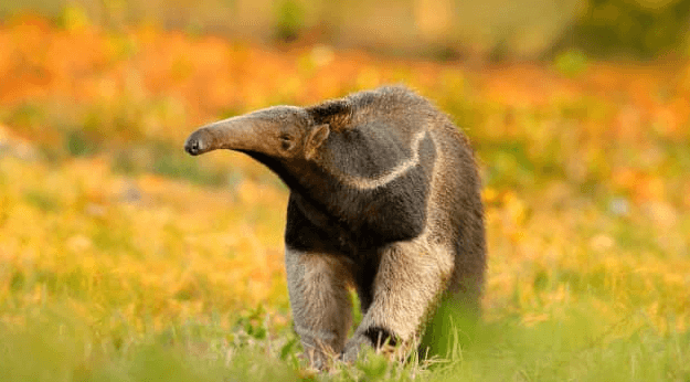 Baby:5i34lx-Qoek= Anteater