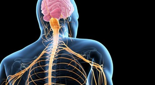 Peripheral Nerve Damage