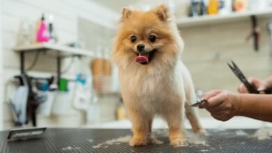 Dog Grooming