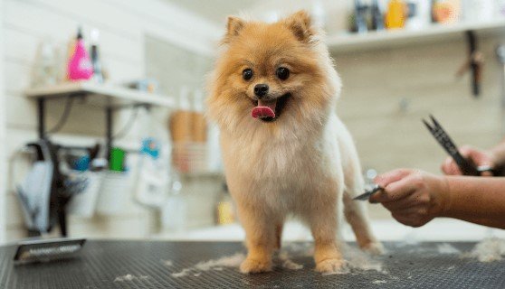 Dog Grooming