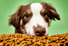 Dog Food: Global Pet Food Market by Region