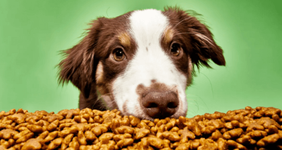 Dog Food: Global Pet Food Market by Region