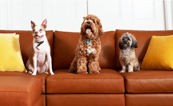 perfectly suited couch for a dog