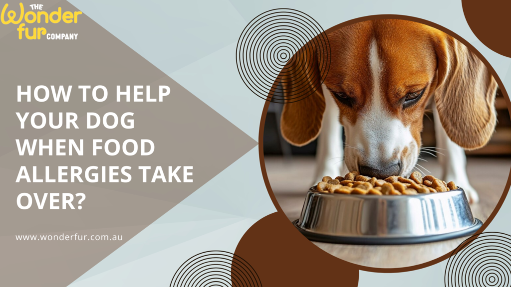 How to Help Your Dog When Food Allergies Take Over?