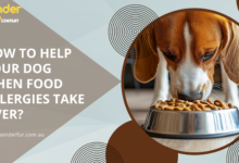 How to Help Your Dog When Food Allergies Take Over?