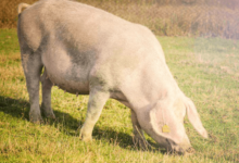 How Joint Issues Affect Pig Growth and Productivity