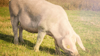 How Joint Issues Affect Pig Growth and Productivity