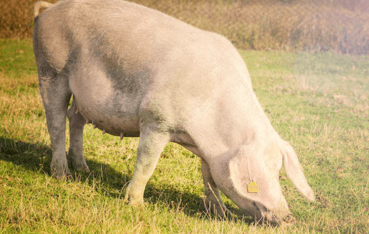 How Joint Issues Affect Pig Growth and Productivity