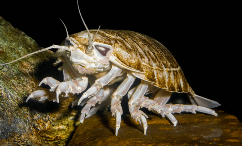 From Deep Sea To Desert Sands: Isopod Amazing Adaptations