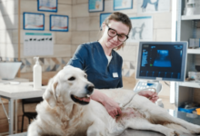 Pericardial Effusion in Dogs: Why You Should Visit a Trusted Vet Right Away