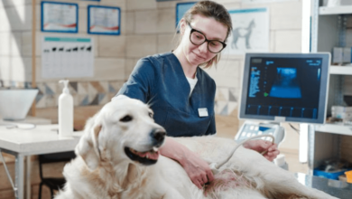 Pericardial Effusion in Dogs: Why You Should Visit a Trusted Vet Right Away