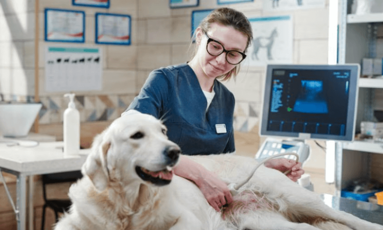 Pericardial Effusion in Dogs: Why You Should Visit a Trusted Vet Right Away
