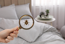 Where Do Bed Bugs Hide? Top Places They Live in Your Home