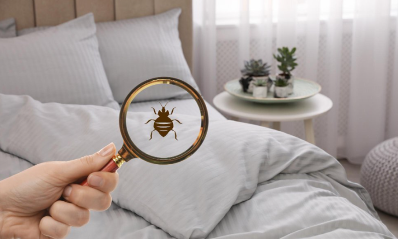 Where Do Bed Bugs Hide? Top Places They Live in Your Home