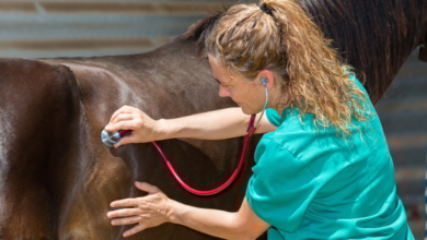 From Stiff to Swift: The Power of Joint Supplements in Horses