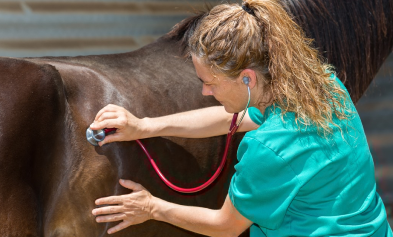 From Stiff to Swift: The Power of Joint Supplements in Horses