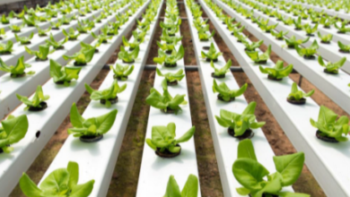 Sustainable Gardening: How to Reduce Water Waste and Optimize Power Usage