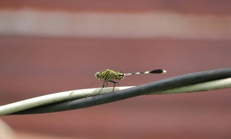 jeo585 540 6 overview summary