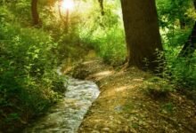 luminary flow growth path