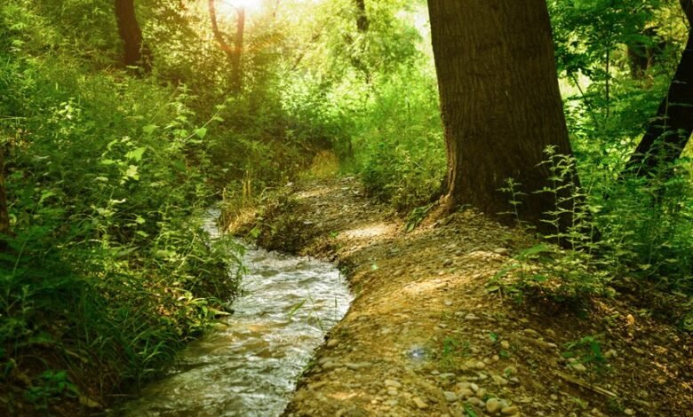 luminary flow growth path