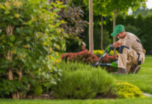 Essential Lawn Care Tips for Hervey Bay Homeowners