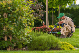Essential Lawn Care Tips for Hervey Bay Homeowners