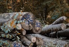 phone number verification log_query list