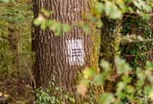 phone numbers with lookup evidence listed